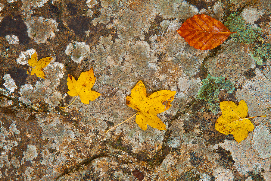 Foliage