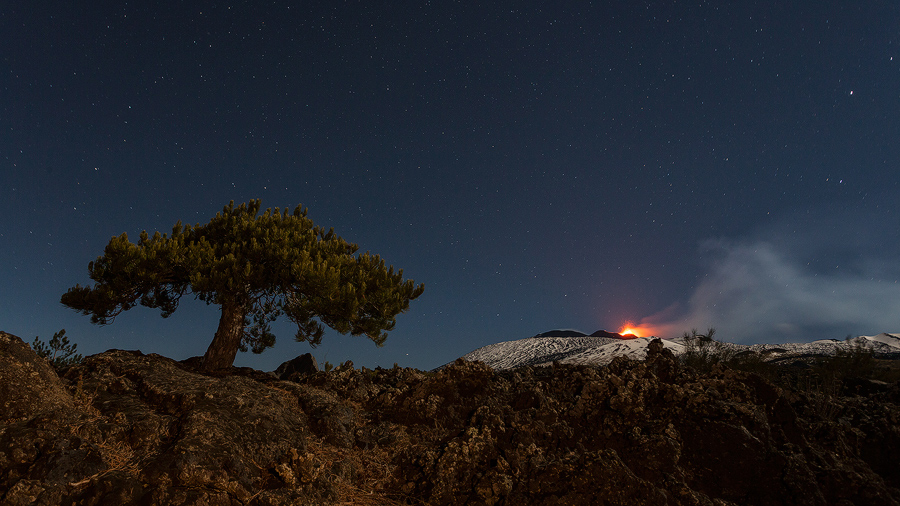 Lonely Pine