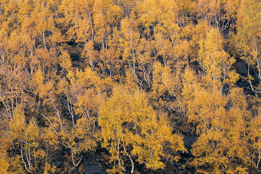 Birches forest