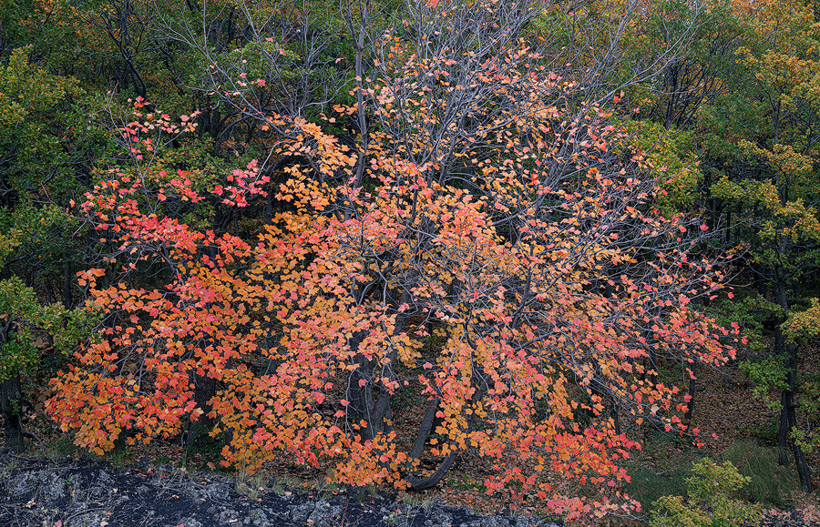 Red leaves