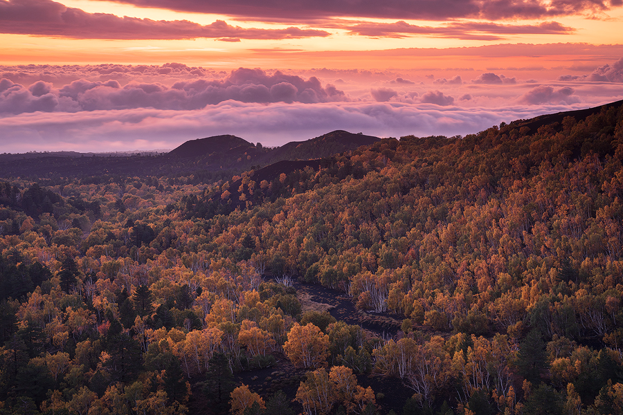 Birches forest at sunrise