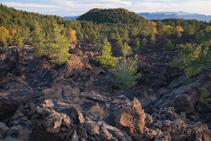 Trees on volcanic fields