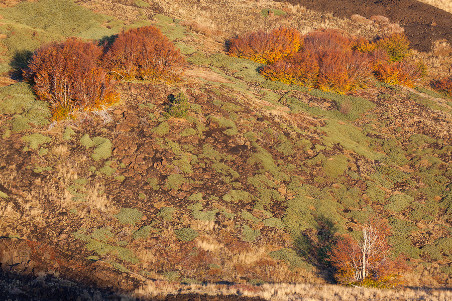 Vegetation